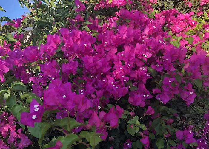 Amazing Family Vacation Home With Back Yard Oasis & Heated Saltwater Pool! San Diego que aceita animais de estimação